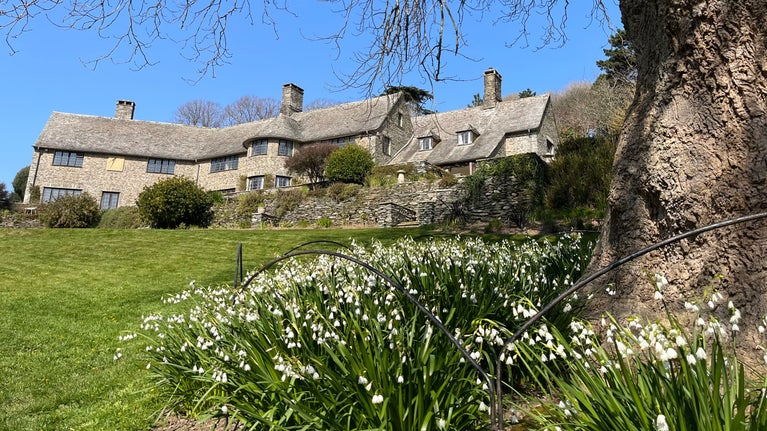 White snowdrops in bloom around the trunk of a tree in the forefront, with a green lawn and house in the background.